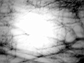 MoonTrees