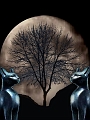 MoonCats
