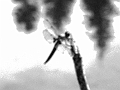 SoftDragonfly