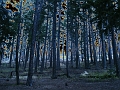 SolarTrees